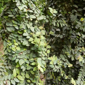 多枝變種 多枝變種