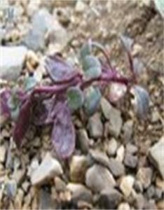 大果溝子薺 大果溝子薺