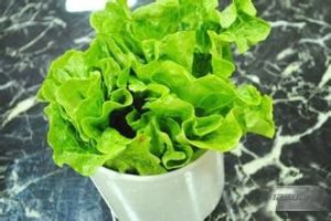 “前衛75”生菜