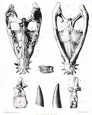 扁鼻強龍（學名：Simolestes）又名西蒙雷斯特龍，是種已滅絕上龍類，生存於侏羅紀中到晚期。目前已發現三個種： 扁鼻強龍的頭骨Simolestes keileni：法國，年代為巴柔階 Simolestes vorax：英格蘭牛津黏土組，年代為卡洛夫階。 Simolestes indicus：印度，年代為提通階。扁鼻強龍化石時期： 侏羅紀中到晚期  科學分類 界： 動物界 Animalia 門： 脊索動物門 Chordata 綱： 蜥形綱 Sauropsida 目： 蛇頸龍目 Plesiosauria 亞目： 上龍亞目 Pliosauroidea 科： 上龍科 Pliosauridae[1] 屬： 扁鼻強龍屬 Simolestes  種 S. vorax (模式種) S. indicus S. keileni  扁鼻強龍的頭骨