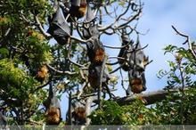 悉尼皇家植物園