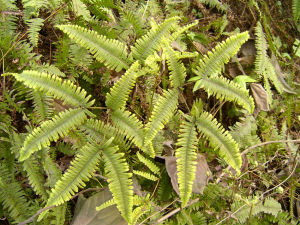 芒萁骨根 芒萁骨根