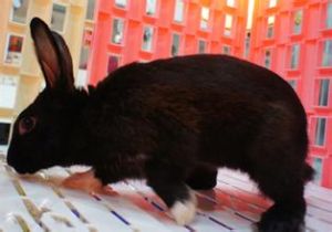 哈瓦那兔 哈瓦那兔