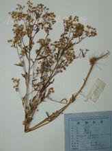 白酒草[白酒草]