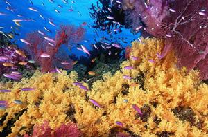 珊瑚礁[珊瑚目的動物形成的海洋生態]