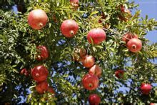 大洞山萬畝石榴博覽園