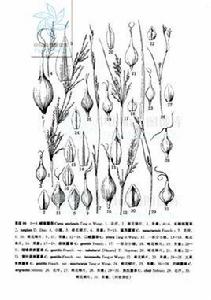 曲氏薹草 曲氏薹草