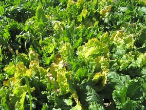 萵苣穿孔病 萵苣穿孔病