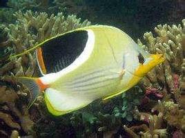 月光蝶魚 月光蝶魚