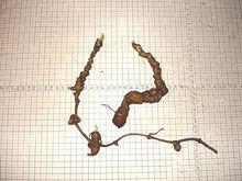 羽葉三七根狀莖。