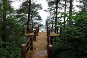 元寶林場 元寶林場