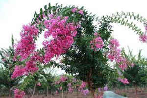 龍泉花海 龍泉花海