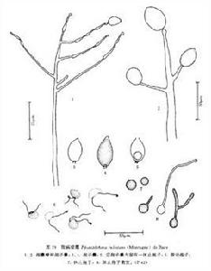 致病疫霉 致病疫霉