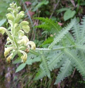 卵葉美喙蘚 卵葉美喙蘚