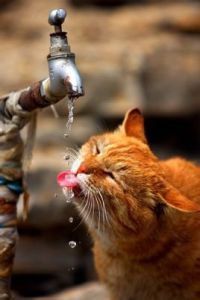 如饑似渴 如饑似渴