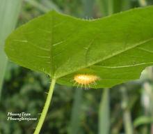二十八星瓢蟲幼蟲