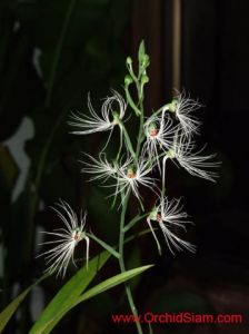 中緬玉鳳花 中緬玉鳳花