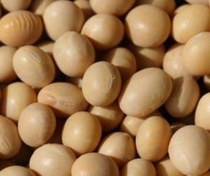 科新6號 科新6號