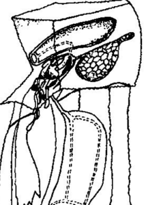短深杯水母 短深杯水母