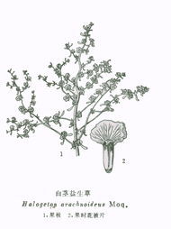 無莖草屬 無莖草屬