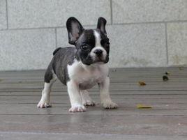 法國黑白色犬 法國黑白色犬
