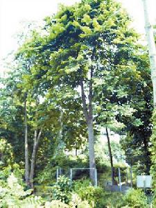 為防“見血封喉”“無意殺人”，它被幽禁了起來。