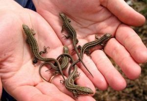 壁虎[爬行動物]