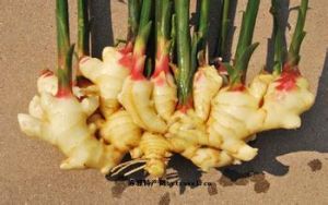 萊蕪生薑 萊蕪生薑