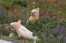 米切氏鳳頭鸚鵡