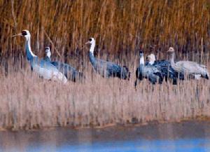 上海崇明東灘鳥類國家級自然保護區