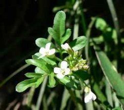 長白山碎米薺 長白山碎米薺