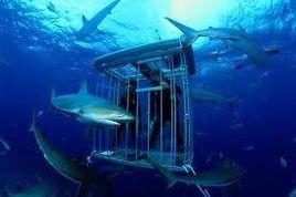 東太平洋絨毛鯊 東太平洋絨毛鯊