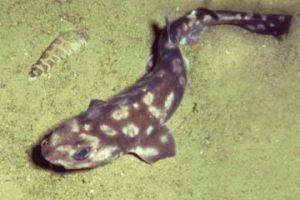 　加拉帕戈斯群島的深海貓鯊