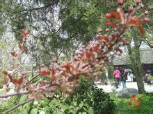 紅葉海棠秋季葉成紅色