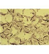 都柏林沙門氏菌