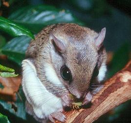 日本小鼯鼠 日本小鼯鼠