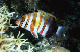 七帶豬齒魚 七帶豬齒魚