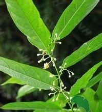 闊葉八角楓(變種) 闊葉八角楓(變種)