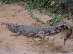 馬來切喙鱷魚 馬來切喙鱷魚