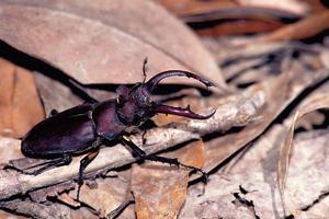 台灣深山鍬形蟲 台灣深山鍬形蟲