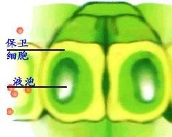 初二生物 初二生物