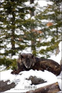 旭山動物園 旭山動物園