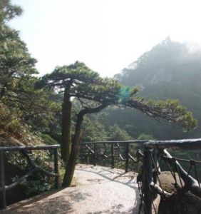 三青山馬鈴薯生態園 三青山馬鈴薯生態園