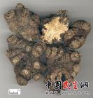 木栓細胞 木栓細胞