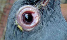 單眼傷風 單眼傷風