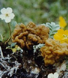 大鹿花菌 大鹿花菌