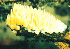 針小肉齒菌 針小肉齒菌