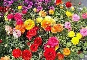 綠島百花脯 綠島百花脯