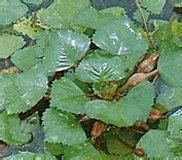 細果野棱 細果野棱