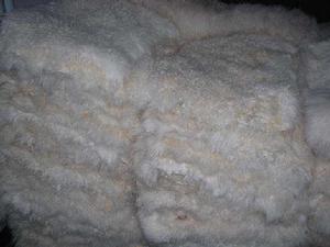 槐山羊板皮 槐山羊板皮